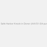 hspCas9 AAVS1 Safe Harbor Knock-in Donor (AAVS1-SA-puro-EF1-hspCas9)